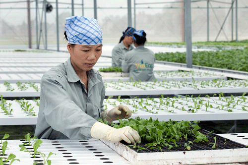 Cần chuỗi liên kết bền vững để xây dựng thương hiệu cho nông sản Việt
